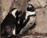 07-penguins
