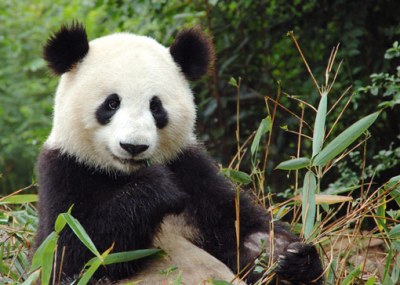 08-giant-panda