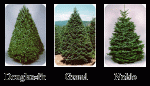 12-xmas-trees