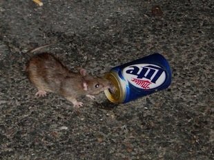 10-beer-rat