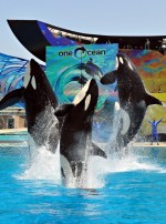 08-sea-world-orcas