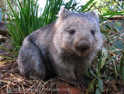 01-wombat