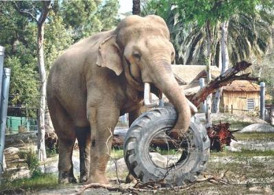 08-elephant