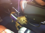 01-dog-on-plane1
