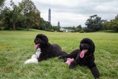 09-obamas-dogs
