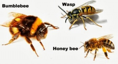 06-bumblebee-honeybee-wasp
