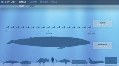 02-blue-whale-stats
