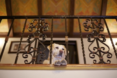 Pictured: the family dog, Molly, waiting above the entry for Carolla to come home.   CREDIT: Ethan Pines for The Wall Street Journal.
Slug: Home Front - Adam Carolla