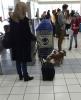 03-2-dogs-at-airport.jpg