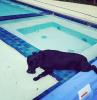 01-Philly-in-the-pool.jpg