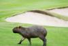 09-Capybara-Olympics_1.jpg