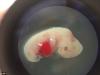 02-Pig-Human-Embryo.jpg