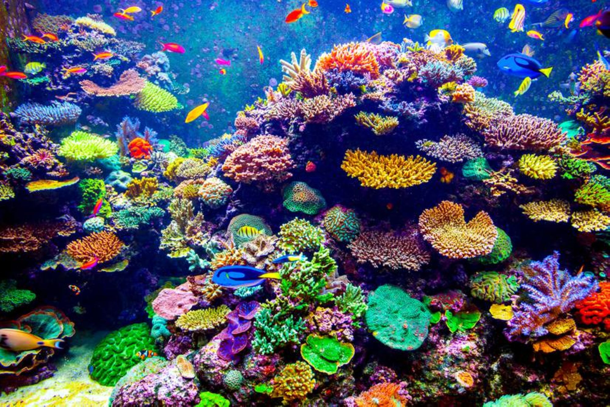 03-Colorful-coral-reef_1