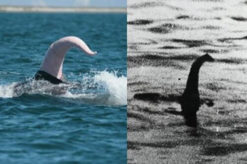 03 - Whale penis vs Loch Ness Monster