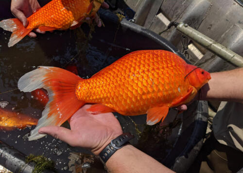 07 - Big Goldfish 1